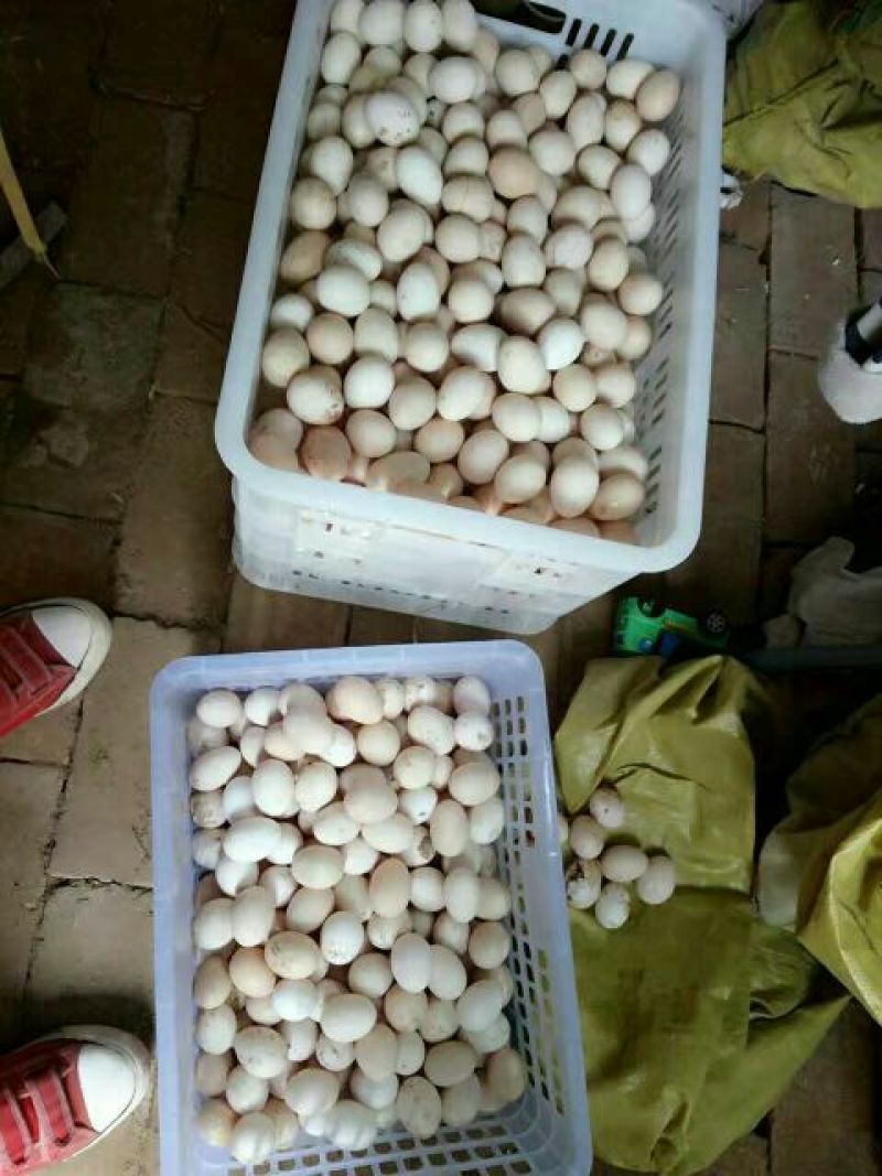 土鸡蛋食用50g以下