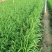 现货，头刀韭菜颜色深绿头岔韭菜头岔