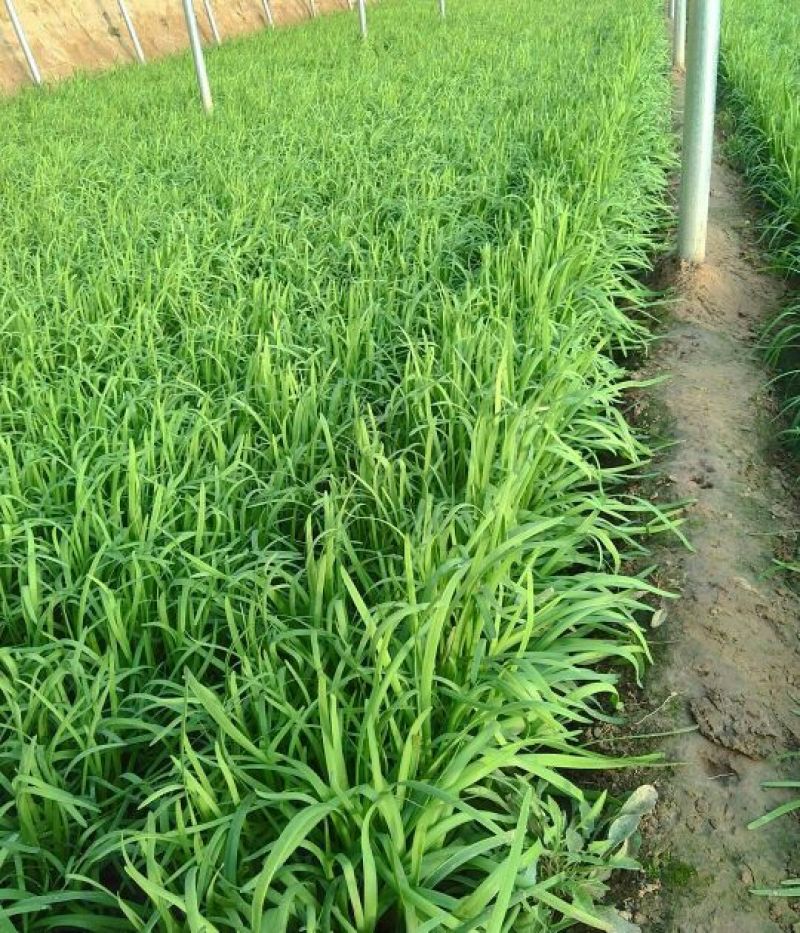 现货，头刀韭菜颜色深绿头岔韭菜头岔