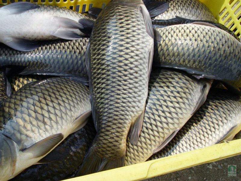 池鲤鱼食用1~2公斤