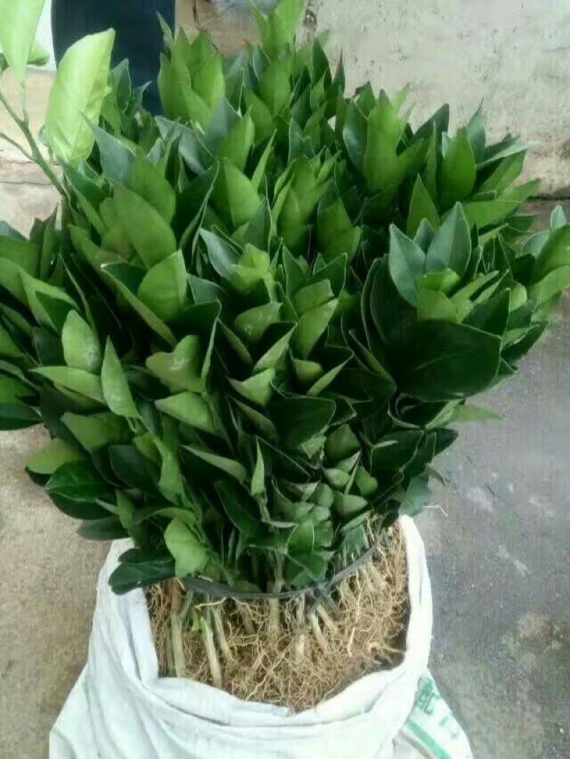 纽荷尔脐橙苗