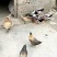 土鸡12月以上