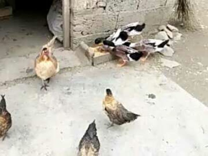 土鸡12月以上