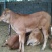 牛犊100~200kg