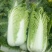 大白菜吉林白菜乾坤91-18白菜，黄包品质保证，