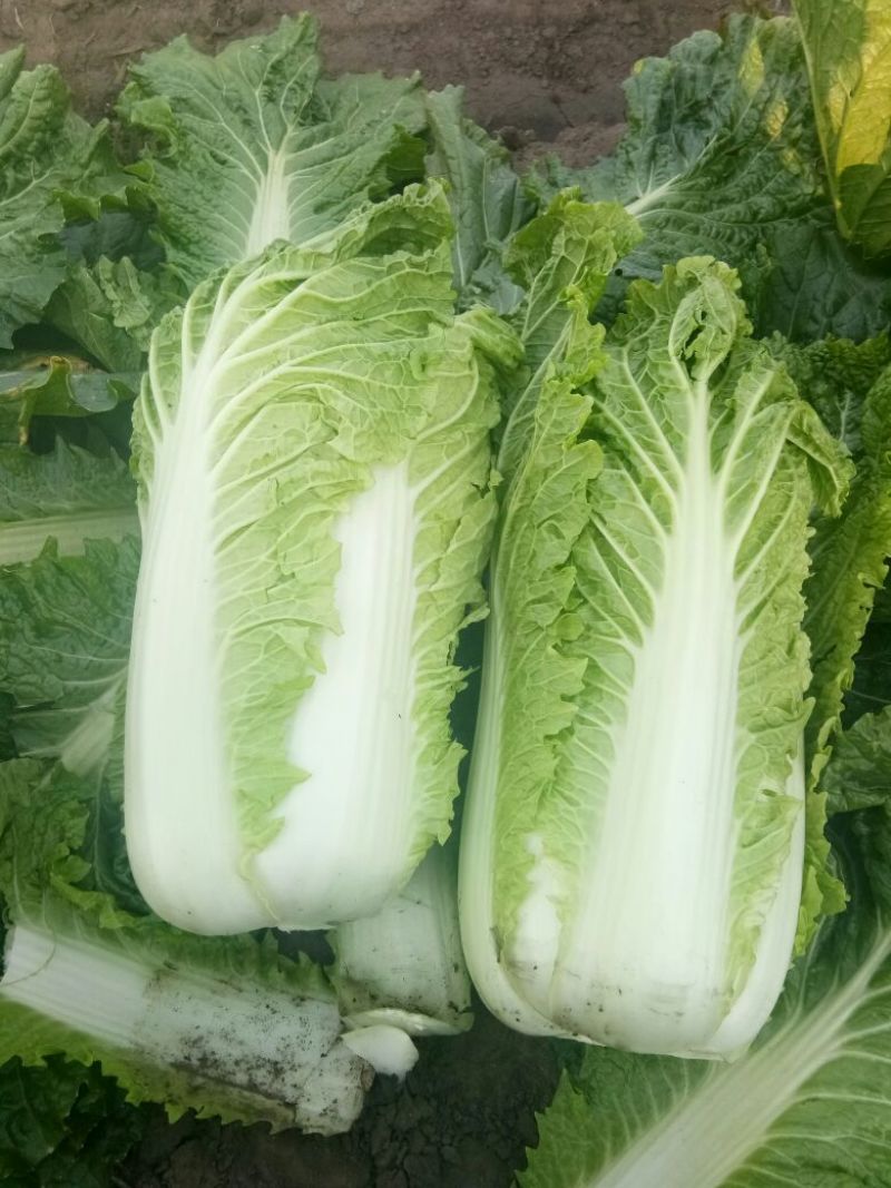 大白菜吉林白菜乾坤91-18白菜，黄包品质保证，