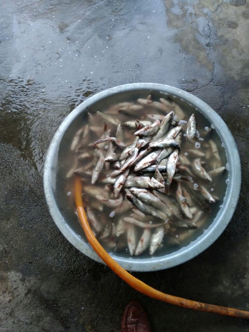 鱼干烤鱼干