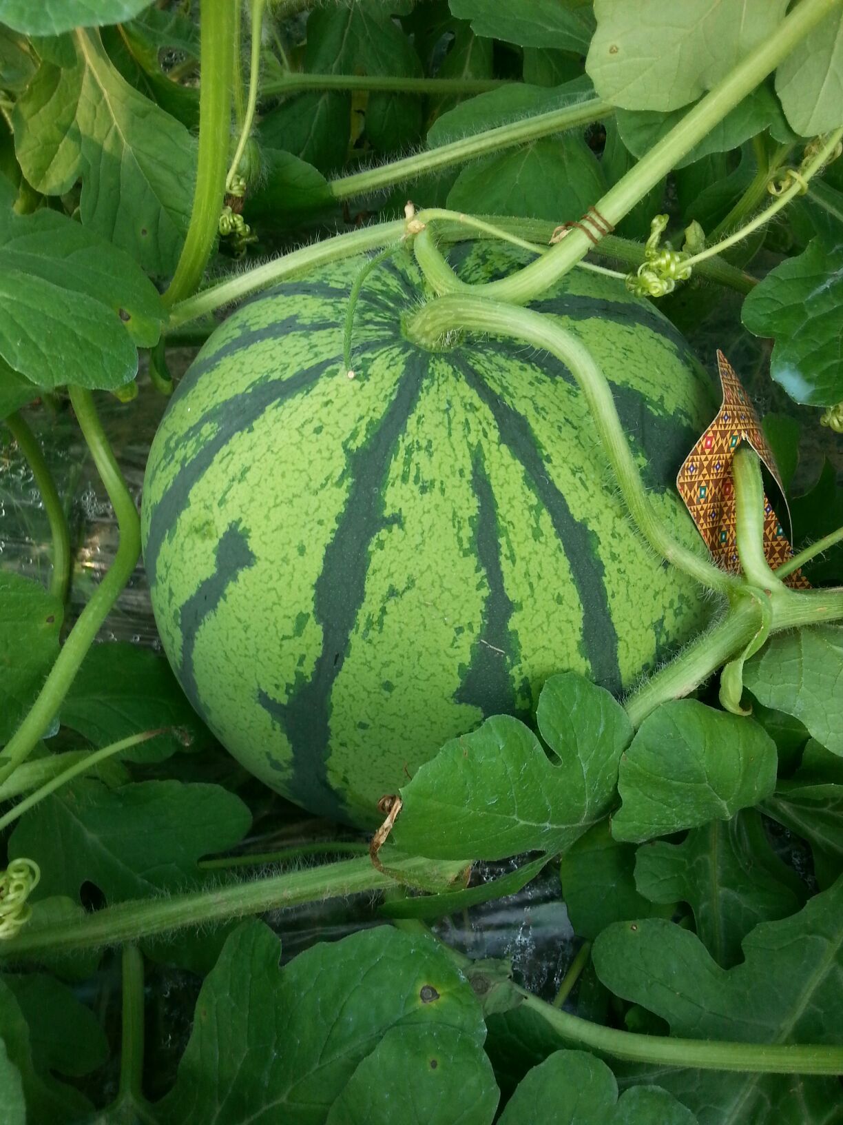 麒麟西瓜湖南岳阳市君山区_批发_供应-一亩田