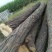 榆树8~10cm20cm以上4m以上