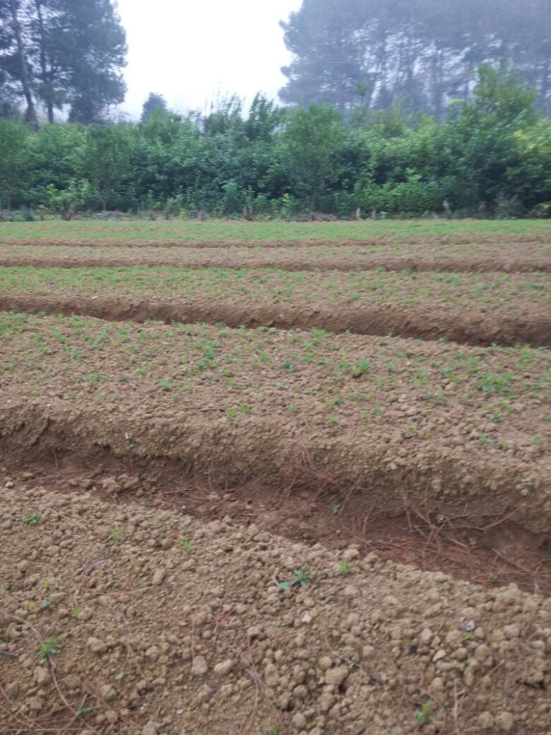 毛桃树苗30cm以下