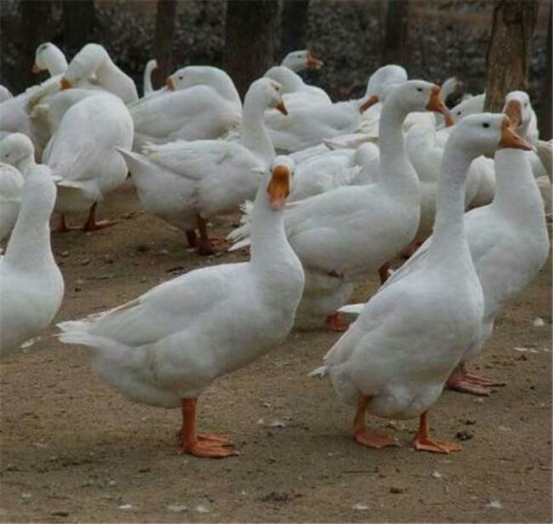 白鹅苗250g以下
