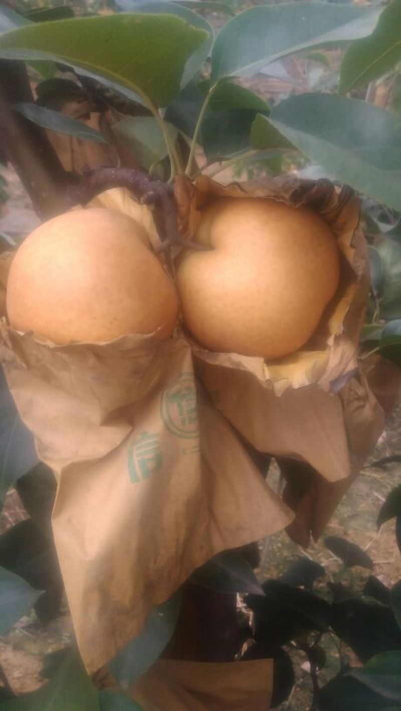 晚秋黄梨无公害绿色食品