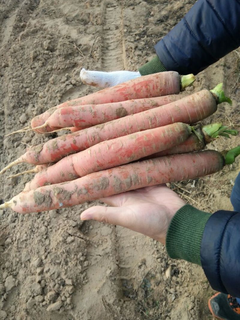 胡萝卜红萝卜大荔红萝卜