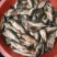 乌鲤食用2两