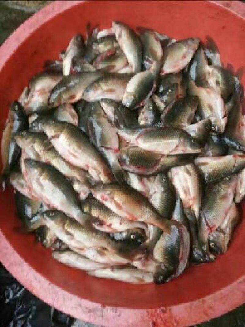 乌鲤食用2两