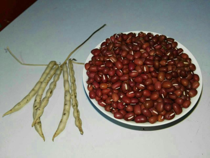 红小豆袋装