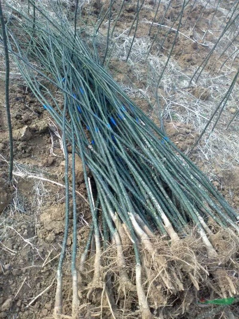 国槐1米以下2~4cm4cm以下