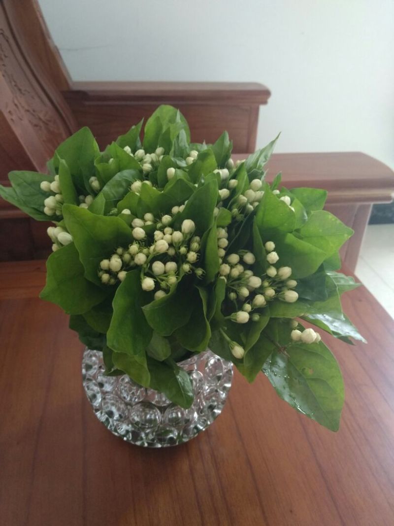茉莉花鲜扎