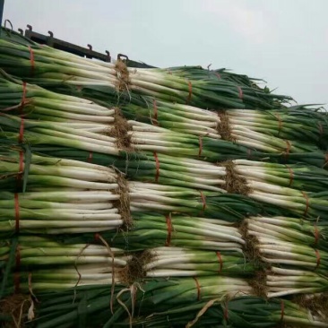 长白大葱葱白50公分，毛葱3cm左右