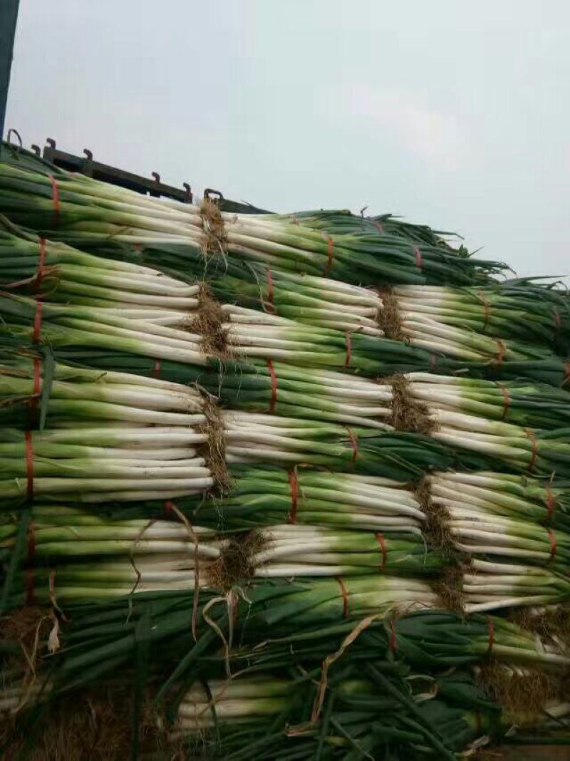 长白大葱葱白50公分，毛葱3cm左右