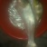 河鲤鱼食用2~3公斤