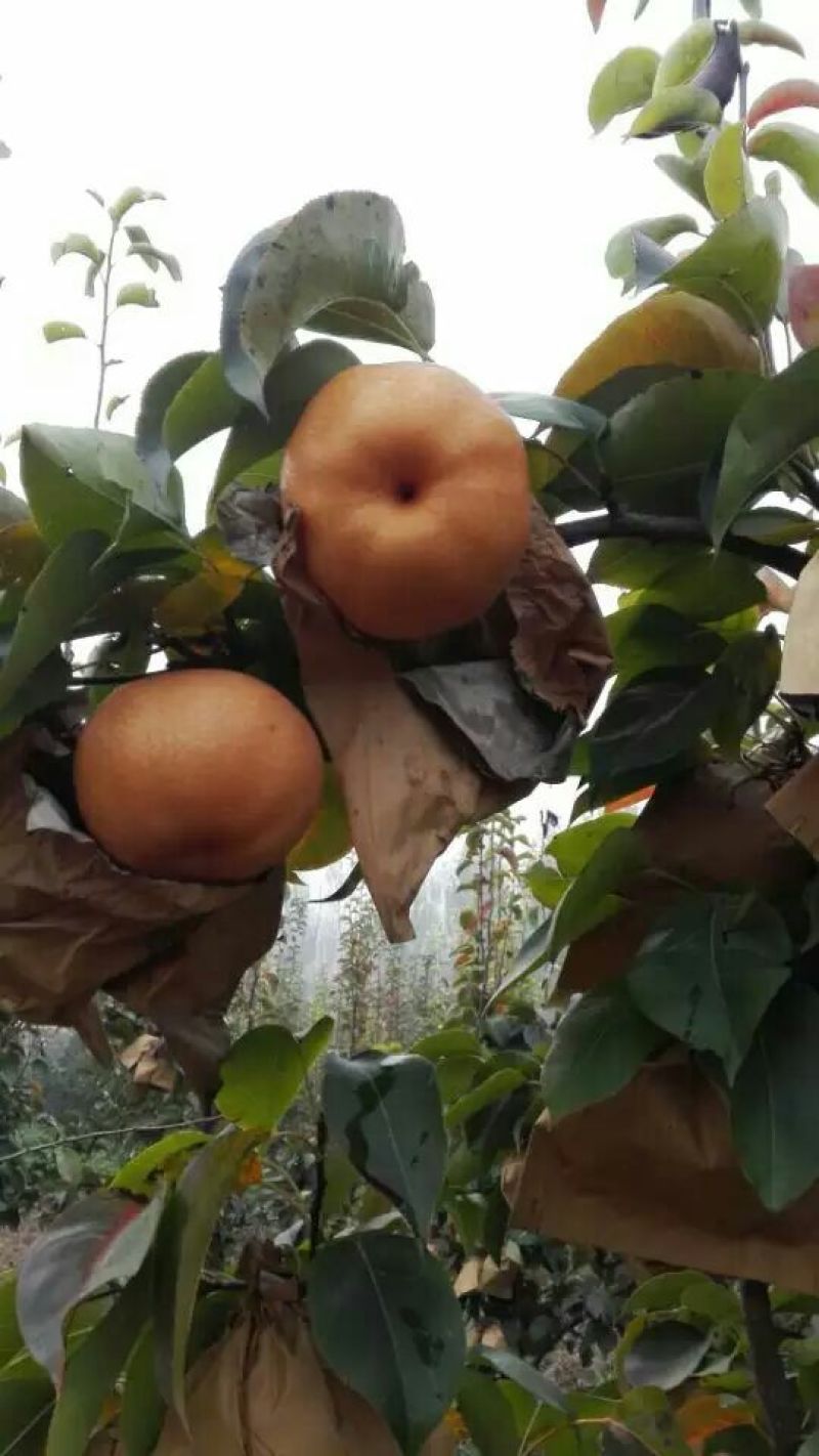 大黄梨