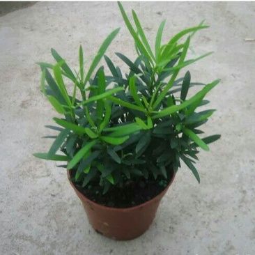 狭叶罗汉松苗10~20cm