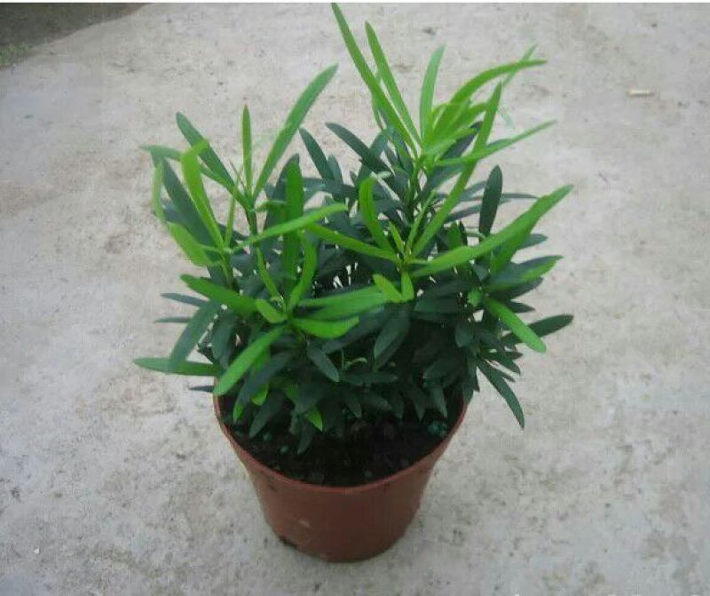 狭叶罗汉松苗10~20cm