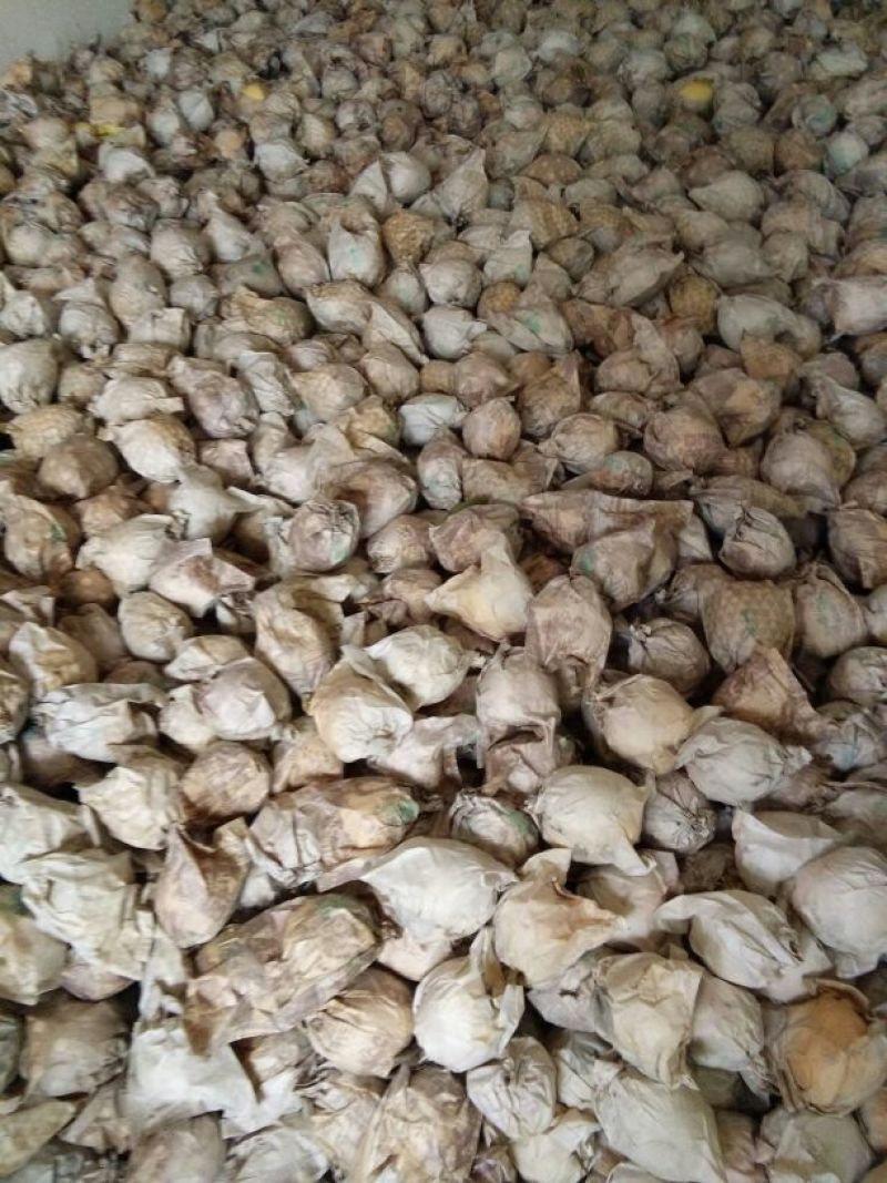 砀山梨60~100g纸袋