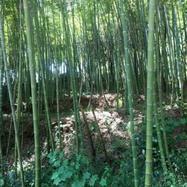 金竹3~4m