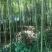 金竹3~4m