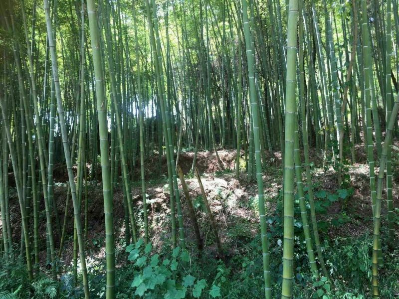 金竹3~4m