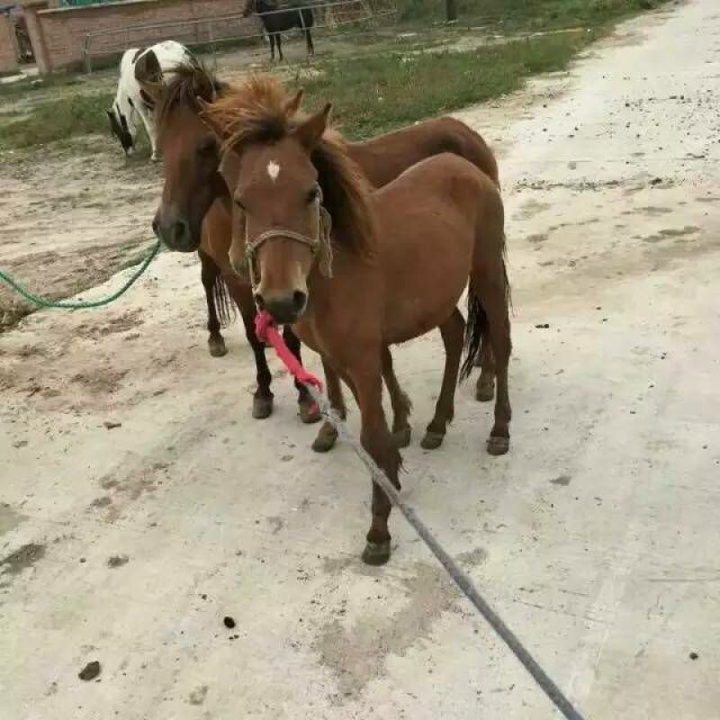 禽畜牧蛋肉