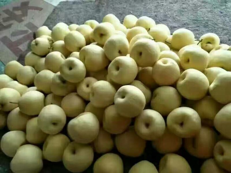 梨150~200g纸箱