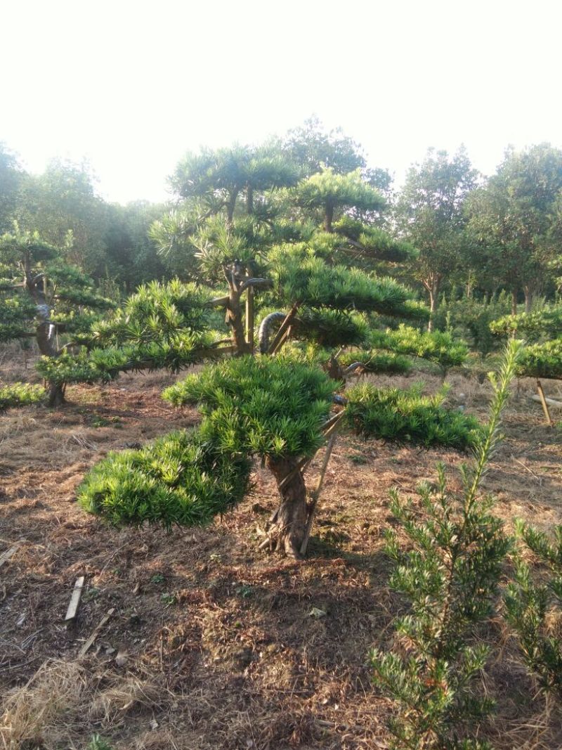 造型松10公分