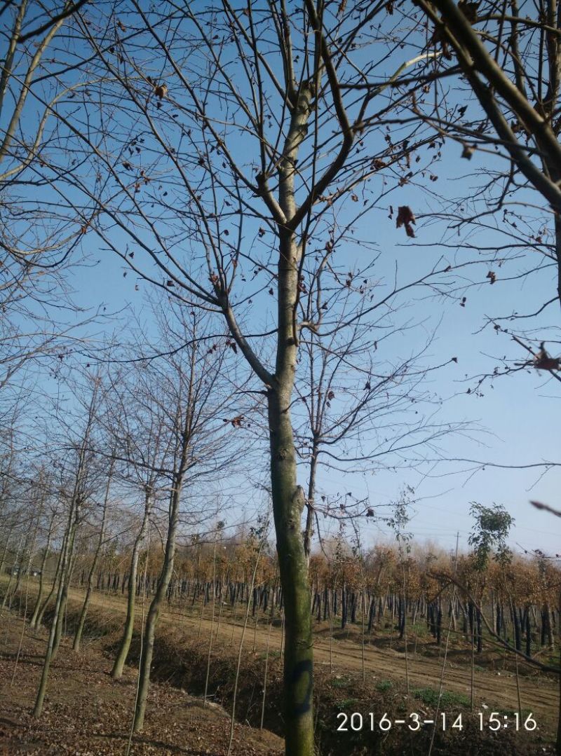枫香枫香树枫香树苗枫香小苗可以视频看货选货