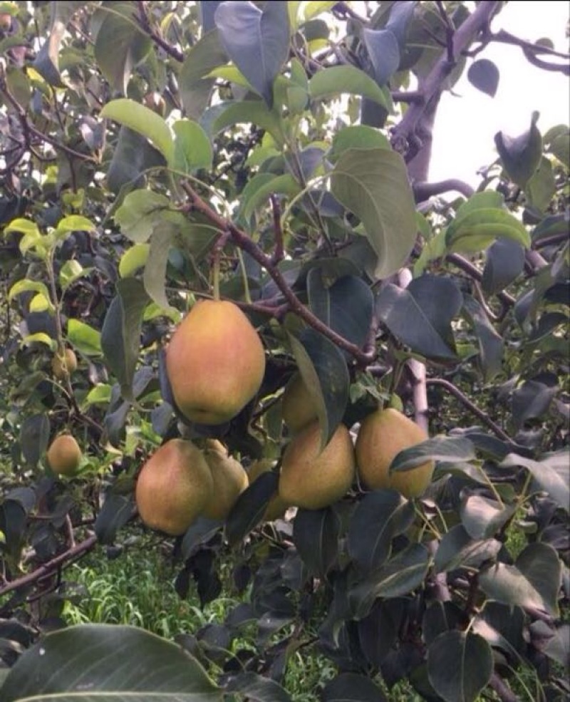 红香酥梨