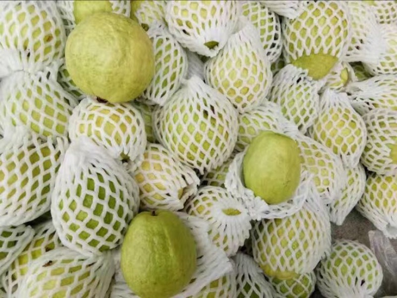 台湾番石榴白芭乐红芭乐
