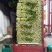 皇妃芹菜50cm以上货源充足，全国供货中