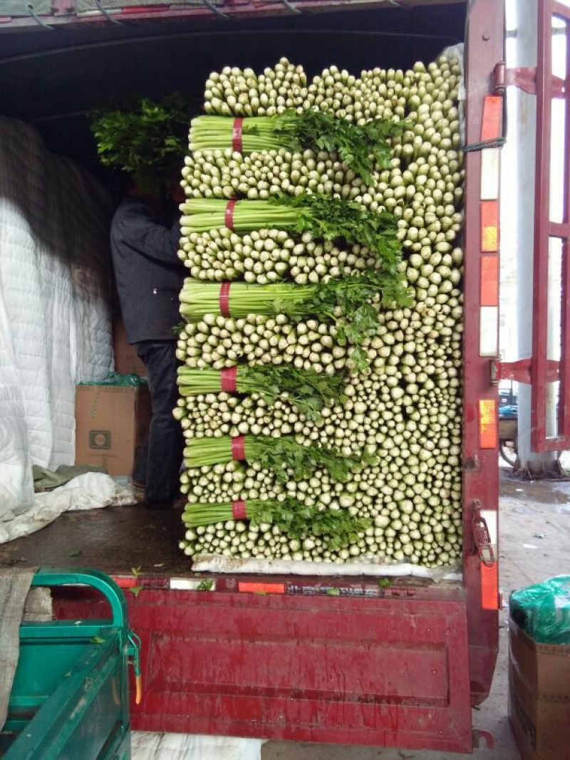 皇妃芹菜50cm以上货源充足，全国供货中
