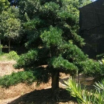 造型松