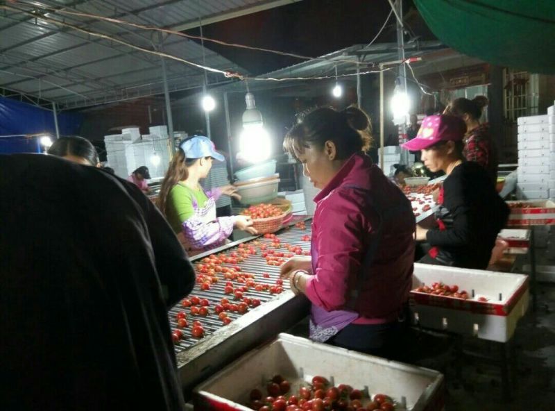 圣女果海南千禧圣女果量大价更优