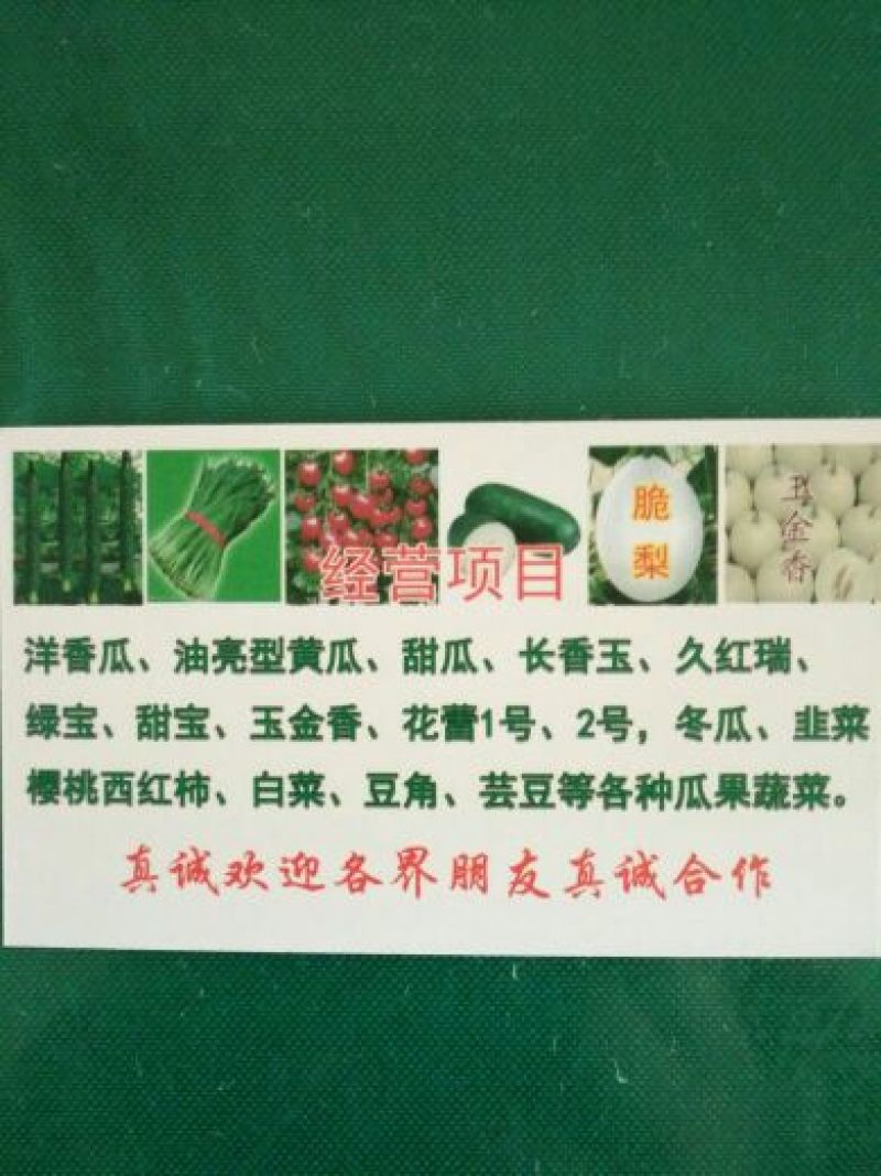 黄瓜，青瓜大中小条油量性大棚吊秧瓜中国黄瓜基地