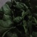 菠菜15~20厘米