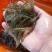 河虾活虾26~30只/kg