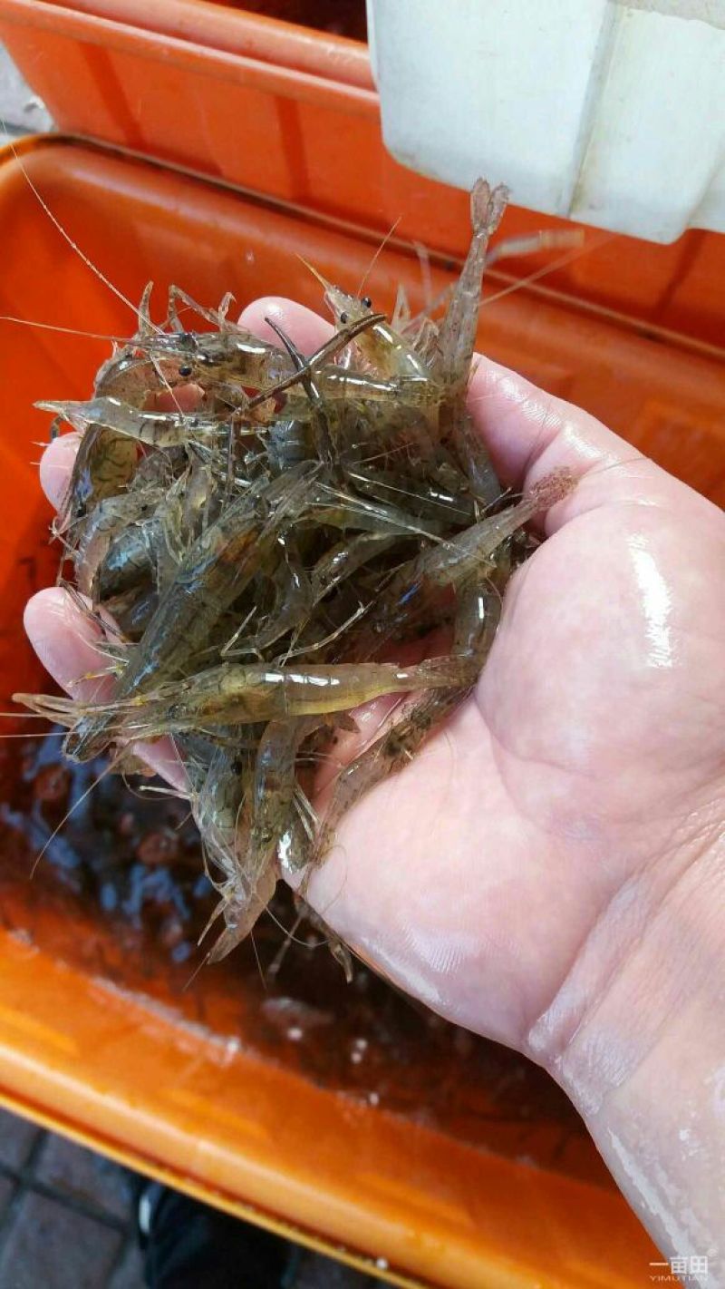 河虾活虾26~30只/kg