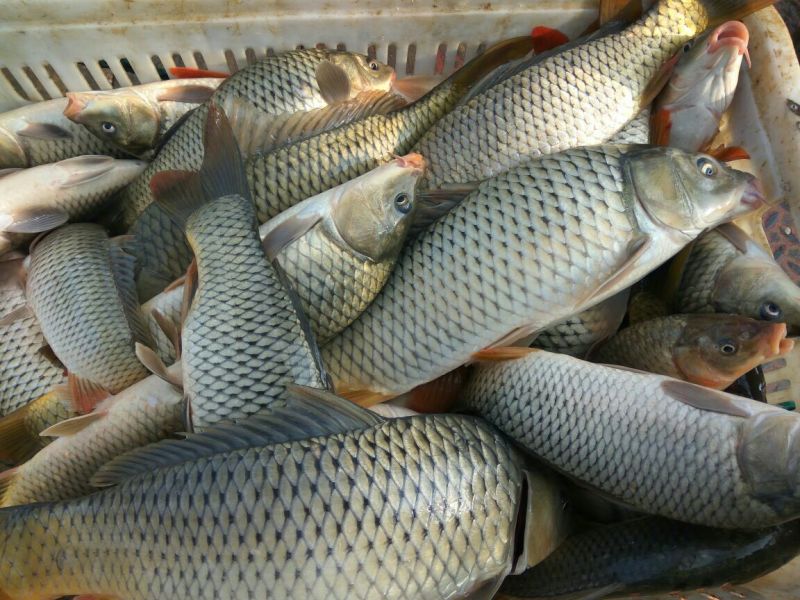 河鲤鱼食用1~2公斤