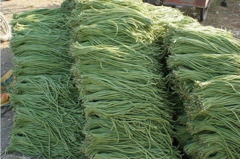 精品长豆角60厘米以上。一手货源，全国代发诚信经营