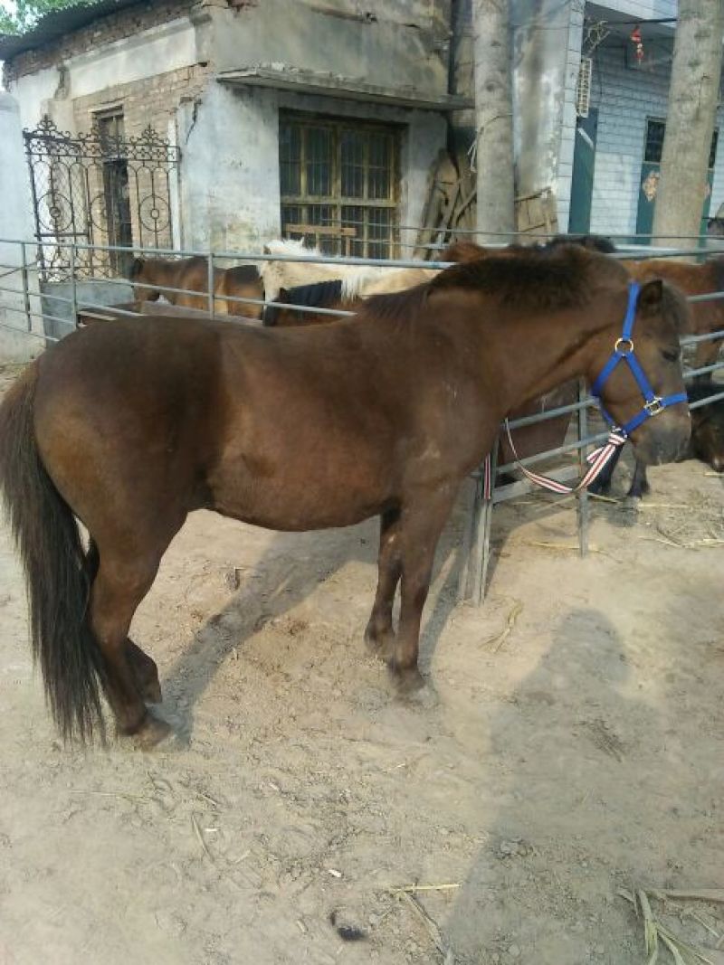 矮马100~200kg