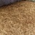东亚飞蝗食用